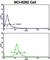 Elongator complex protein 2 antibody, abx031767, Abbexa, Western Blot image 