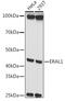 Era Like 12S Mitochondrial RRNA Chaperone 1 antibody, GTX64890, GeneTex, Western Blot image 