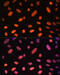 Zinc Finger Protein 581 antibody, 14-828, ProSci, Immunofluorescence image 