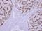 Tripeptidyl Peptidase 1 antibody, PA5-21524, Invitrogen Antibodies, Immunohistochemistry frozen image 