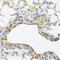 Translocase Of Outer Mitochondrial Membrane 34 antibody, 19-385, ProSci, Immunohistochemistry frozen image 