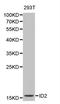 Inhibitor Of DNA Binding 2 antibody, LS-C331194, Lifespan Biosciences, Western Blot image 