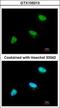 Cell Division Cycle 34 antibody, GTX105013, GeneTex, Immunofluorescence image 