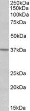 Sphingosine-1-Phosphate Receptor 2 antibody, MBS422443, MyBioSource, Western Blot image 