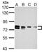 TBC1 Domain Family Member 15 antibody, PA5-31803, Invitrogen Antibodies, Western Blot image 