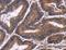 Adhesion Molecule With Ig Like Domain 2 antibody, LS-C404504, Lifespan Biosciences, Immunohistochemistry frozen image 