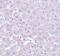 Calcium Homeostasis Modulator 1 antibody, PA5-20895, Invitrogen Antibodies, Immunohistochemistry paraffin image 