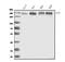 TBC1 Domain Family Member 4 antibody, A02004-3, Boster Biological Technology, Western Blot image 