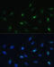 Hepatocyte Nuclear Factor 4 Gamma antibody, 16-401, ProSci, Immunofluorescence image 