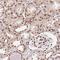 SAP30 Binding Protein antibody, NBP2-38685, Novus Biologicals, Immunohistochemistry frozen image 