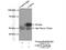 PD-L1 antibody, 17952-1-AP, Proteintech Group, Immunoprecipitation image 