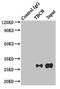Tubulin Folding Cofactor B antibody, LS-C377134, Lifespan Biosciences, Immunoprecipitation image 