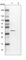 Reticulocalbin 1 antibody, HPA038474, Atlas Antibodies, Western Blot image 