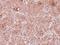 Tropomodulin-2 antibody, GTX119685, GeneTex, Immunohistochemistry paraffin image 