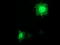 Paraplegin antibody, TA800031, Origene, Immunofluorescence image 