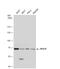 Replication Protein A1 antibody, NBP1-31382, Novus Biologicals, Western Blot image 