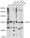 Cullin Associated And Neddylation Dissociated 1 antibody, 15-468, ProSci, Western Blot image 