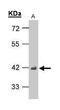 TAR DNA Binding Protein antibody, PA5-27221, Invitrogen Antibodies, Western Blot image 