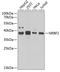 PRAME antibody, A06628, Boster Biological Technology, Western Blot image 