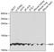 Matrix Gla Protein antibody, GTX57155, GeneTex, Western Blot image 