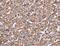 Histamine Receptor H3 antibody, LS-C403224, Lifespan Biosciences, Immunohistochemistry paraffin image 