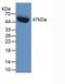 Serpin Family E Member 1 antibody, abx132063, Abbexa, Western Blot image 