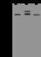 Phosphatase And Actin Regulator 3 antibody, 207498-T40, Sino Biological, Western Blot image 