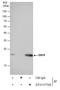 Dihydrofolate Reductase antibody, GTX117705, GeneTex, Immunoprecipitation image 