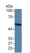 Forkhead Box P1 antibody, LS-C314612, Lifespan Biosciences, Western Blot image 