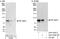 IKK alpha/beta antibody, A301-933A, Bethyl Labs, Western Blot image 