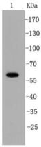 Protein Tyrosine Phosphatase Non-Receptor Type 6 antibody, NBP2-67321, Novus Biologicals, Western Blot image 