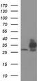 Thioredoxin Related Transmembrane Protein 1 antibody, TA507042, Origene, Western Blot image 