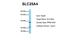 Solute Carrier Family 25 Member 4 antibody, NBP1-59594, Novus Biologicals, Western Blot image 