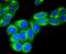 RAB7A, Member RAS Oncogene Family antibody, NBP2-67732, Novus Biologicals, Immunocytochemistry image 