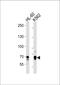 E74 Like ETS Transcription Factor 4 antibody, PA5-13998, Invitrogen Antibodies, Western Blot image 