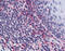 Mitogen-Activated Protein Kinase 9 antibody, 51-984, ProSci, Immunohistochemistry frozen image 