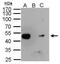 Enolase 1 antibody, GTX113179, GeneTex, Immunoprecipitation image 