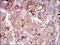 Paraoxonase 1 antibody, NBP2-37307, Novus Biologicals, Immunohistochemistry frozen image 