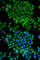 Glutaredoxin antibody, A5315, ABclonal Technology, Immunofluorescence image 