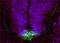 Fer3 Like BHLH Transcription Factor antibody, LS-C305867, Lifespan Biosciences, Immunohistochemistry frozen image 