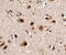 KIAA0918 antibody, 4475, ProSci, Immunohistochemistry frozen image 