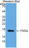 Midkine antibody, LS-C314579, Lifespan Biosciences, Western Blot image 