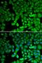 Nuclear Receptor Subfamily 4 Group A Member 1 antibody, LS-C746761, Lifespan Biosciences, Immunofluorescence image 