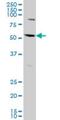 Apoptosis Antagonizing Transcription Factor antibody, H00026574-M09, Novus Biologicals, Western Blot image 