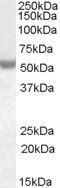 NOVA Alternative Splicing Regulator 1 antibody, PA5-18895, Invitrogen Antibodies, Western Blot image 