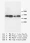 TNF Alpha Induced Protein 1 antibody, LS-C172100, Lifespan Biosciences, Western Blot image 
