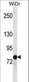 Leucine zipper putative tumor suppressor 2 antibody, LS-C163951, Lifespan Biosciences, Western Blot image 