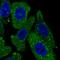 TPD52 Like 2 antibody, HPA047489, Atlas Antibodies, Immunofluorescence image 