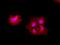 Carboxypeptidase A1 antibody, GTX84666, GeneTex, Immunofluorescence image 
