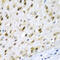 Tryptophan Hydroxylase 2 antibody, 22-739, ProSci, Immunohistochemistry paraffin image 